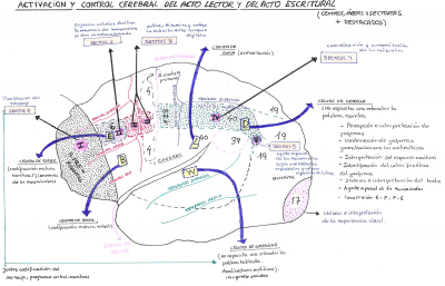 ACTIVACIÓN Y CONTROL CEREBRAL DEL ACTO LECTOR Y ESCRITURAL