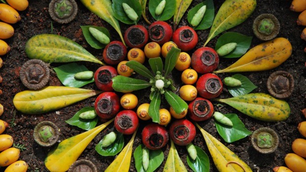 mandalas naturales