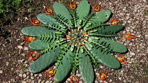 mandalas naturales