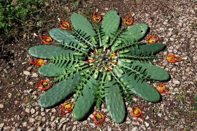 mandalas naturales manualidades (45)