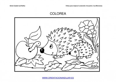 COLOREAMOS DIBUJOS DE ERIZOS IMAGENES_02