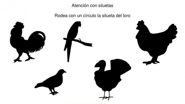 siluetas animales domesticos loro