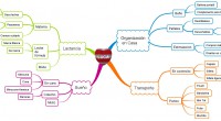 En entradas anteriores os explicamos las utilidades de los mapas mentales, que son ideales para trabajar en nuestras clases. Y como somos buenos alumnos hemos realizado un mapa mental dedicado […]