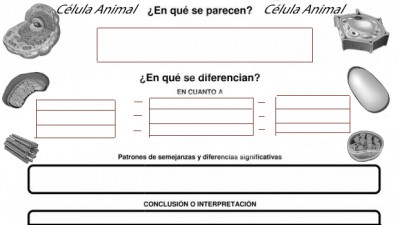 COMPARA CONTRASTA CÉLULA ANIMAL CÉLULA VEGETAL