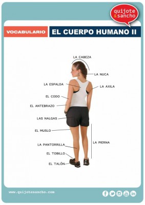 lamina para aprende vocabulario el cuerpo humano 2