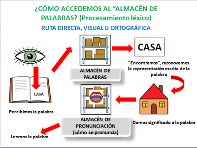 proceso lector (1)