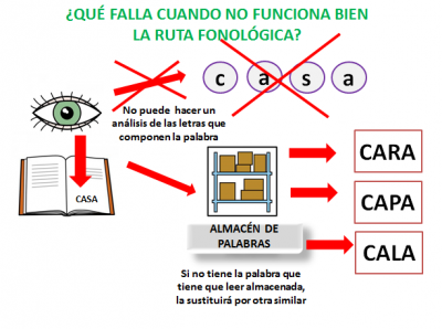 ruta fonológica ok