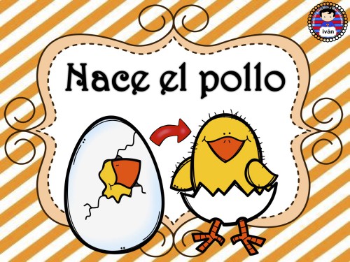 ciclo de vida de la gallina 4