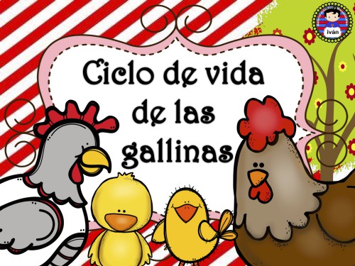 ciclo de vida de la gallina