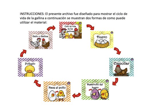 ciclo de vida de la gallina 8