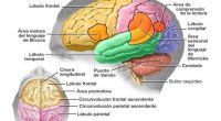 Se llama afasia al trastorno del lenguaje consecutivo a la lesión de zonas corticales cerebrales preferentemente destinadas a la elaboración de imágenes sensoriales o motrices en relación con la palabra. […]