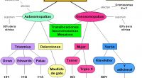 Las anomalías cromosómicas son bastante frecuentes. En un estudio presentado en 1977 por Boué, dedujo que hasta un 50% de los óvulos fecundados poseen una anormalidad cromosómica, conduciendo la mayoría […]