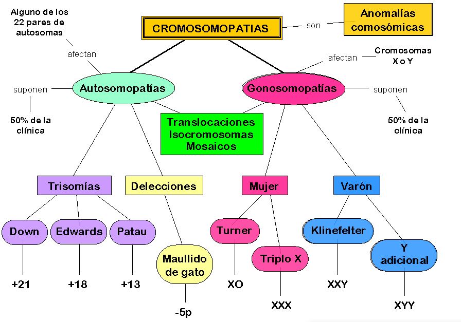 Resultado de imagen de Esquema de las anomalias cromosÃ³micas numericas