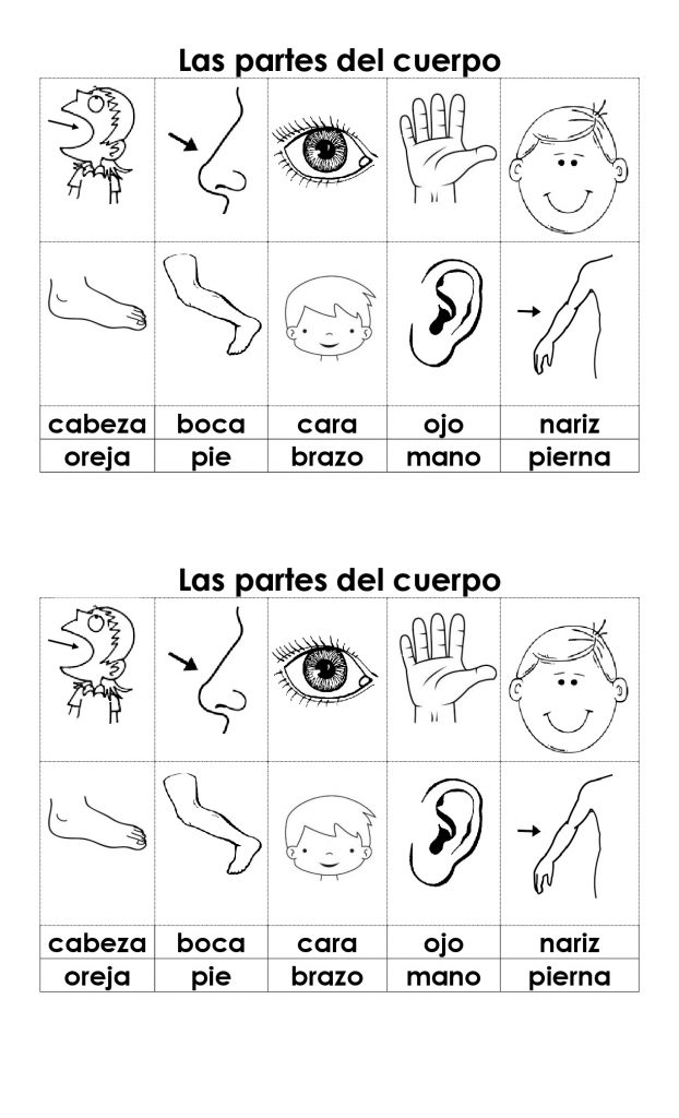 Las Partes Del Cuerpo Para Ninos