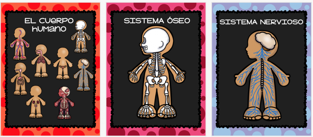 Los organismos vivos deben ser capaces de llevar a cabo diferentes funciones si quieren mantenerse con vida. Si alguna de sus funciones vitales es interrumpida el organismo no sobrevivirá, o […]