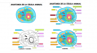 Un organismo muy pequeño puede estar conformado por una sola célula, ya que una célula tiene vida por si misma; porque dentro de ellas tienen orgánulos o pequeños órganos que realizan […]