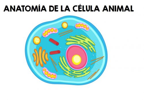 La célula animal, colorear y completar PRIMARIA EDITABLE