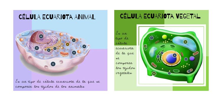 Célula eucariota Las células eucariotas son aquellas cuyo material hereditario (ADN) se encuentra envuelto por una membrana, la envoltura nuclear, que forma un núcleo celular. Se caracterizan también por presentar citoplasma en el que se encuentran los […]