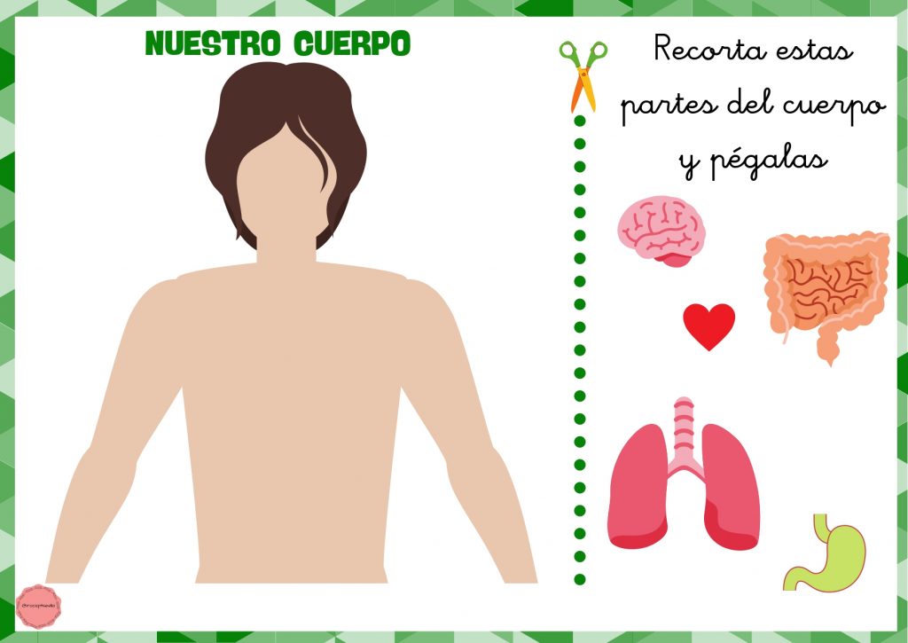‼️NUESTRO CUERPO ‼️ A la súper compi L ?‍♀️ se le ocurrió la idea de, para que el aprendizaje sea más significativo ?, hacer dos fichitas: 1️⃣ En la primera, […]