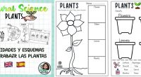 Hoy os traigo este recurso que nos comparte @icecreamteacher   por aquí el tema de las PLANTAS ? ? Son varias fichas que podemos utilizar a modo de esquema con la […]