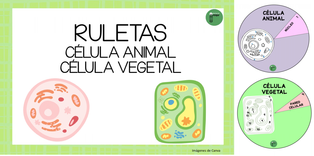 Hoy os traemos esta propuesta súper práctica para aprender los componentes de las células animal y vegetal: unas bonitas ruletas con imágenes y referencias para hacer más manipulativo y atractivo […]