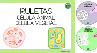 Hoy os traemos esta propuesta súper práctica para aprender los componentes de las células animal y vegetal: unas bonitas ruletas con imágenes y referencias para hacer más manipulativo y atractivo […]