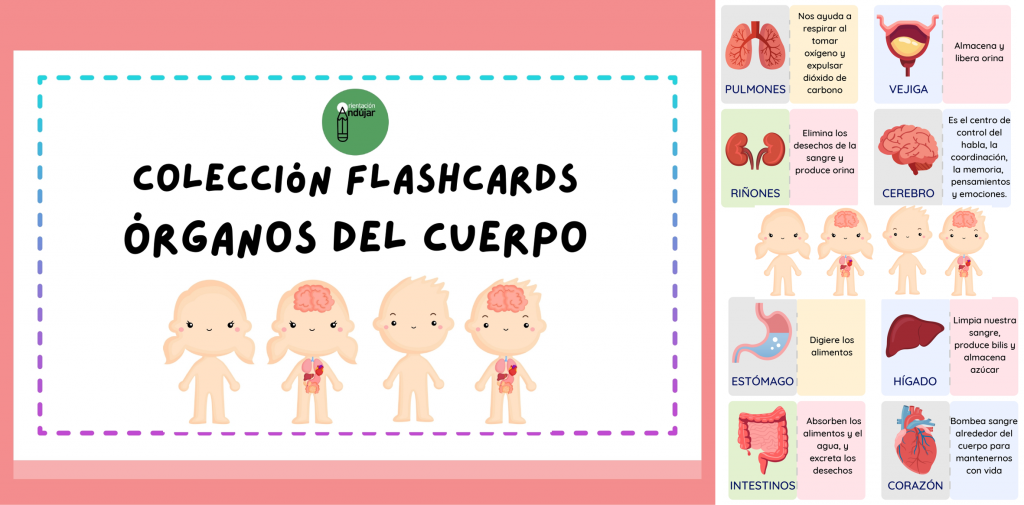 Hoy os comparto esta nueva colección de flashcards o tarjetas didácticas para trabajar los principales órganos del cuerpo.  Las tarjetas son doble faz. De un lado encontrarán el nombre del […]