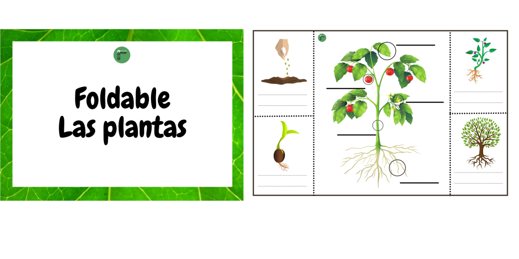 Hoy queremos presentarles un recurso educativo que estamos seguros será de gran utilidad en el aula: ¡un ilustrativo foldable sobre las plantas! Las plantas son una parte fundamental de nuestro […]