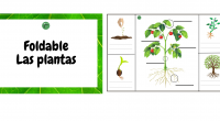 Hoy queremos presentarles un recurso educativo que estamos seguros será de gran utilidad en el aula: ¡un ilustrativo foldable sobre las plantas! Las plantas son una parte fundamental de nuestro […]