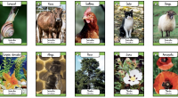 Las tarjetas de información para investigar Ciencias Naturales de 1º de Primaria son una herramienta educativa muy útil para los estudiantes más jóvenes. Estas tarjetas contienen información sobre diferentes temas […]