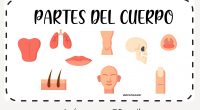 Hoy os traigo una material recién salido del horno… se trata del vocabulario de las partes del cuerpo. Tenía ganas de hacer algo relacionado con esta temática ya que además […]