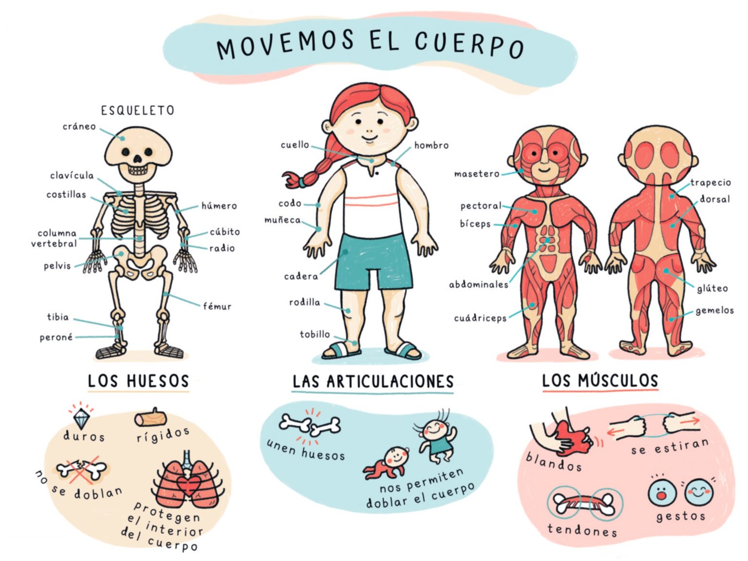 L minas Sencillas Con Dibujitos Para Trabajar El Cuerpo Humano En l-minas-sencillas-con-dibujitos-para-trabajar-el-cuerpo-humano-en