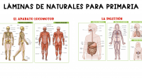 El estudio del cuerpo humano es una parte fundamental de la educación en primaria. En Orientación Andújar, entendemos la importancia de contar con materiales didácticos de calidad para facilitar este […]