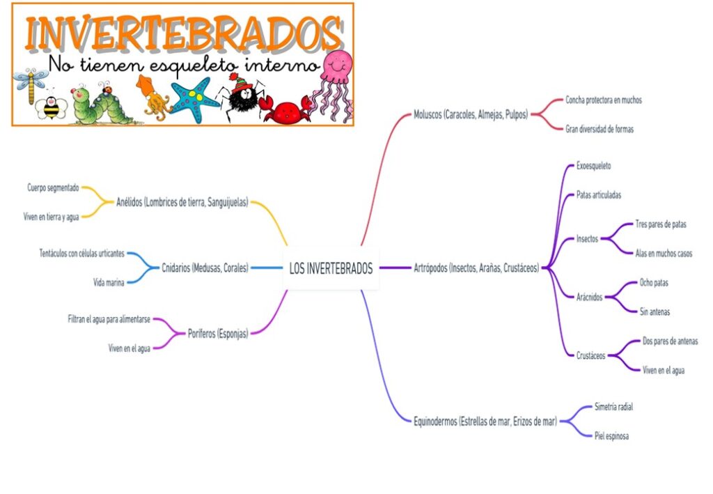 Entender la diversidad del reino animal es esencial en el estudio de la biología. En Orientación Andujar, hemos creado un «Mapa Mental: Los Animales Invertebrados» que ayuda a los estudiantes […]
