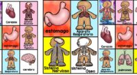 Hoy te presentamos un recurso educativo dinámico y divertido: el Bingo memory de órganos y sistemas del cuerpo humano. Este material está diseñado para que los niños aprendan de forma […]