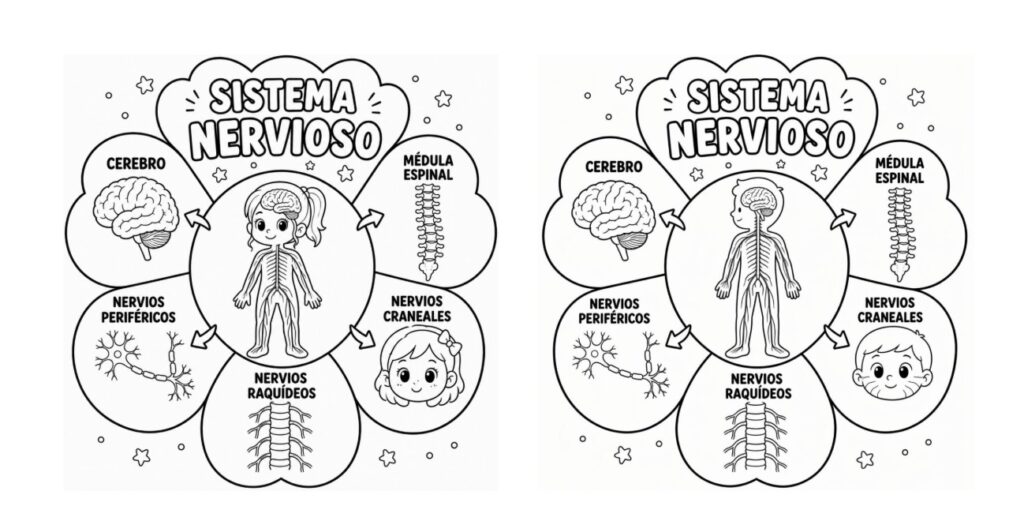Una lámina didáctica para comprender cómo funciona nuestro cuerpo El sistema nervioso es uno de los temas más fascinantes del cuerpo humano. Gracias a él podemos movernos, pensar, sentir, reaccionar [&hellip;]