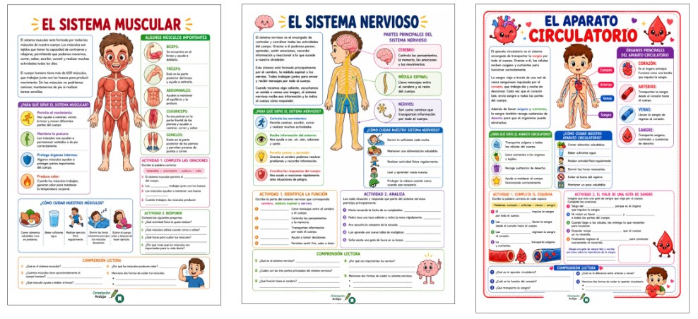 Aprender cómo funciona el cuerpo humano resulta mucho más sencillo cuando los contenidos se presentan de forma visual, clara y adaptada a la edad del alumnado. Por eso hoy compartimos [&hellip;]